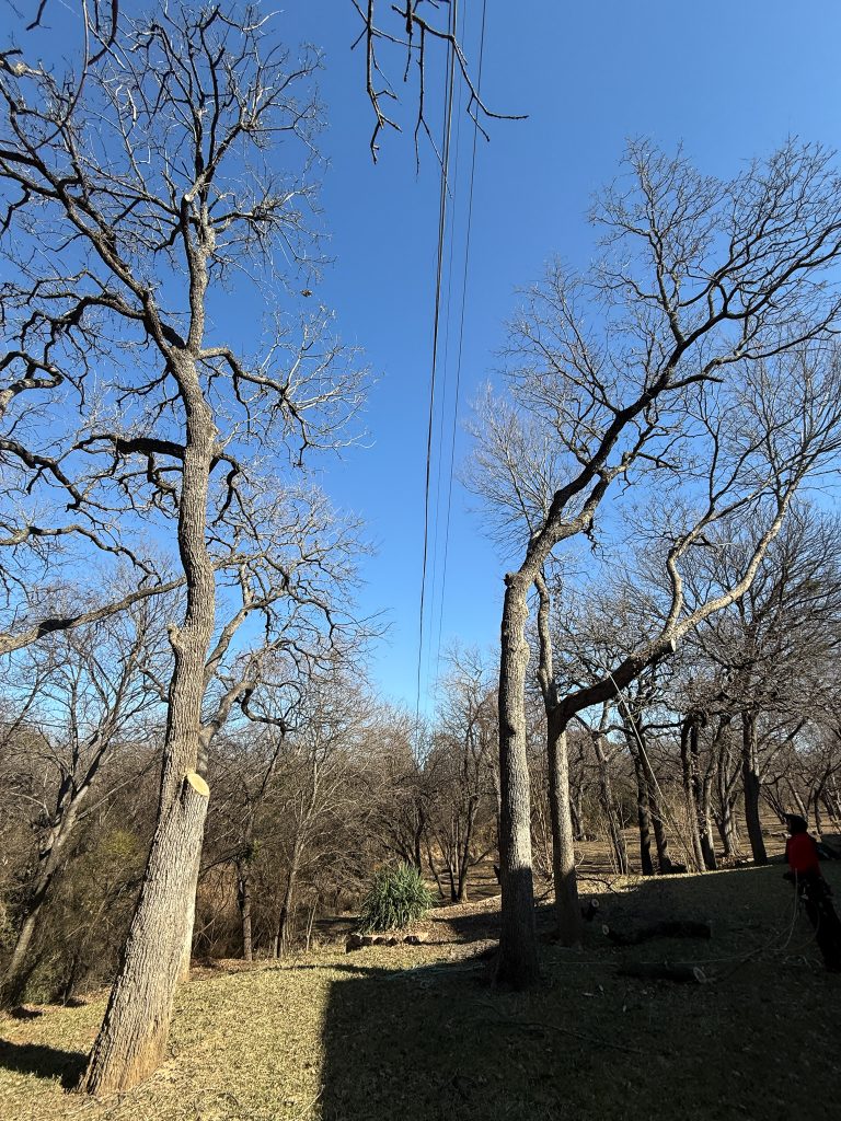Trimmed Trees 360x400