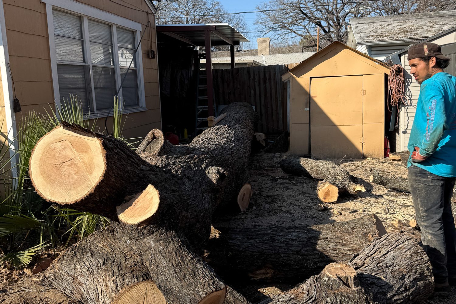 tree trunk cutting tree trunk cutting